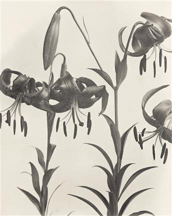 EDWIN HALE LINCOLN (1848-1938) A complete suite of 24 lovely botanical studies from the series Wildflowers of New England - Part V.